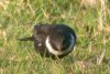 Ring Ouzel at Hadleigh Downs (Paul Griggs) (51136 bytes)